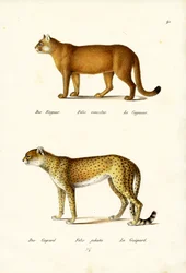Puma, 1824